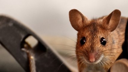 Ученые деактивировали ген SIRT1 у мышей и вызвали у них депрессию