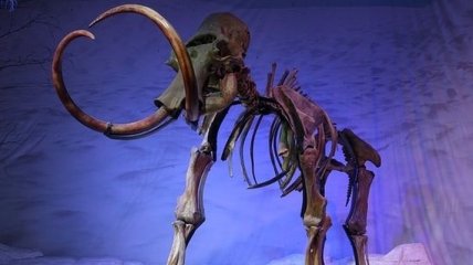 Археологи обнаружили уникальную находку внутри скелета мамонта