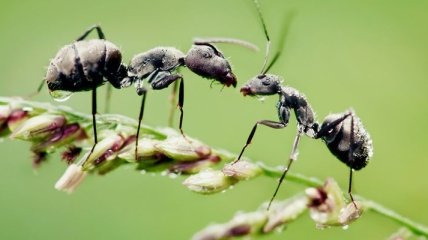 Почему муравьи умеют так быстро бегать? 