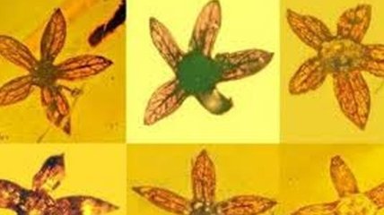 Ученые нашли цветок в частях янтаря, которому 100 млн лет