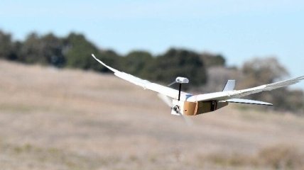 Это не птичка: создан дрон, имитирующий голубя