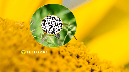 Яку істоту вперше побачили у Тернопільській області