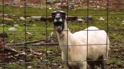Новый интернет-мем - "Goat Edition"