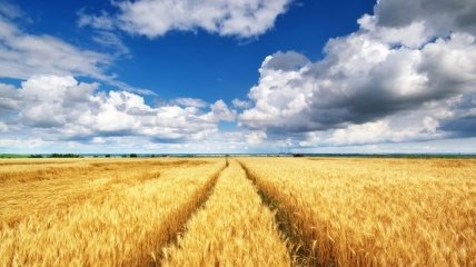 Украина уже собрала 34 млн тонн зерна