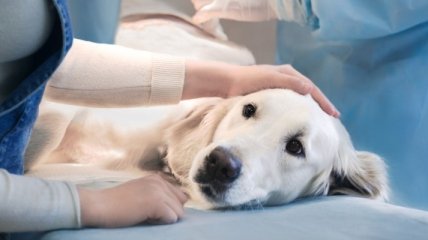В Киеве ветклиника угодила в скандал из-за ошибочной стерилизации собаки клиента