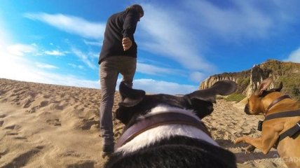 GoPro Fetch: превращаем собаку в оператора