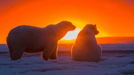 Волшебный закат на Аляске и белые ведмеди