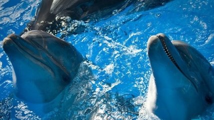 Снесут ли дельфинарий "Немо" в Киеве?