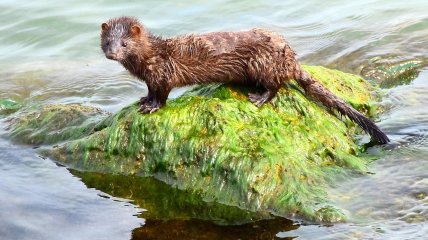 Американская норка