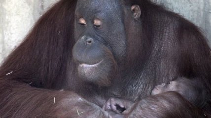 Самый старый в мире орангутан отметил во Франции 50-летний юбилей