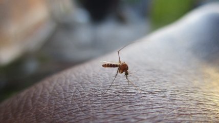 Летние насекомые – еще та неприятность