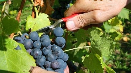 В болгарском селе Старосел отметили День начала сбора винограда 