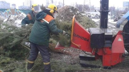 В Киеве на утилизацию поступило 10 тысяч новогодних елок