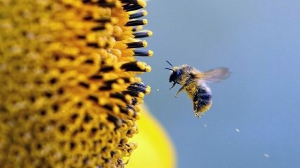 Биологи улучшили память пчел
