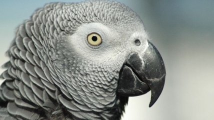 Со словам "за здоровье" в Англии умер самый старый попугай