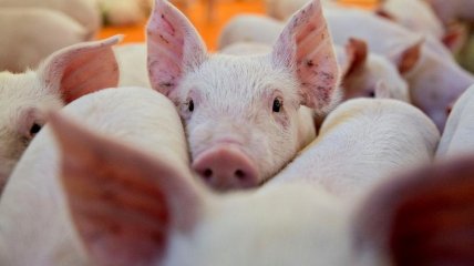 Чтобы сердце прижилось - свинье вживили человеческие гены