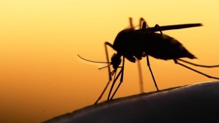 В Африке испытают вакцину от малярии