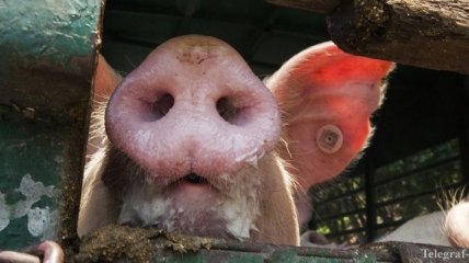 Африканская чума свиней зафиксирована еще в двух областях