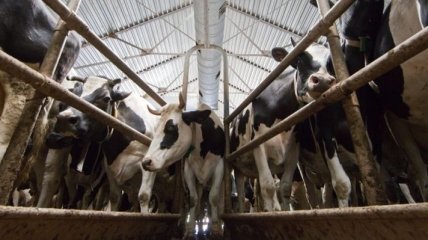 Минагропрод выступает за улучшение продукции молочных кооперативов