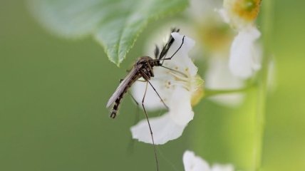 Список лучших средств от комаров 