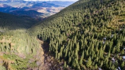 В Украине ужесточили ответственность за незаконную вырубку леса 