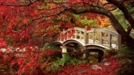 Яркие краски осени в красивых снимках (Фото) 