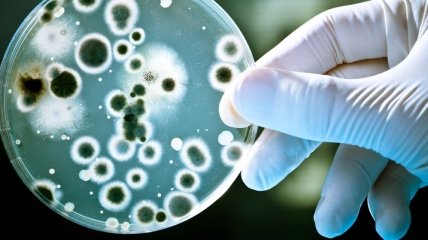 Ученые сделали интересное открытие про бактерии