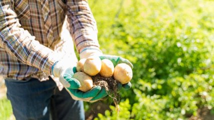 Коли треба саджати картоплю у квітні 2025