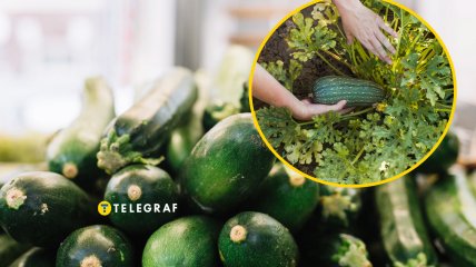 Чем удобрять кабачки в сентябре