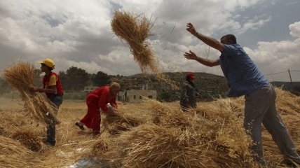 Ущерб сельского хозяйства в Молдавии составил $73 млн