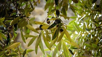 Неожиданно: какую пользу несут оливковые листья