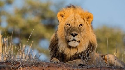 На Львовщине нетрезвых посетителей зооуголка покалечил лев