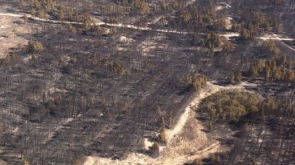 Лесной пожар в Херсонской области удалось ликвидировать