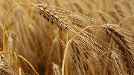 С 15 ноября Украина вводит полный запрет на экспорт пшеницы