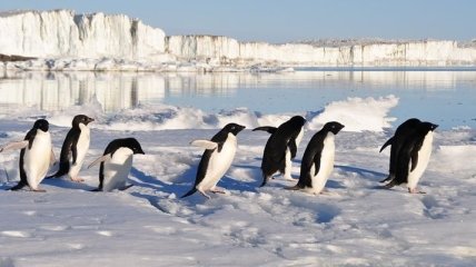 Климатические изменения грозят пингвинам вымиранием