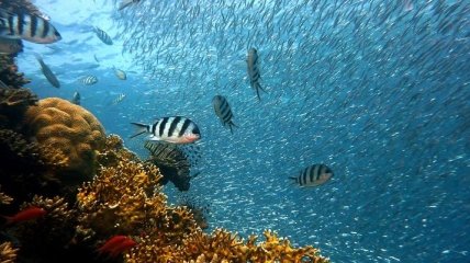 Популяция морских животных исчезает быстрее, чем популяция наземных
