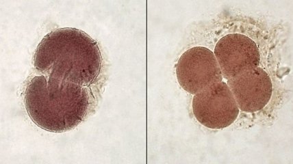 Учеными обнаружили различия в клетках двухдневного эмбриона