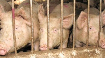 Украина, Россия и ТС обсудят проблему африканской чумы свиней 