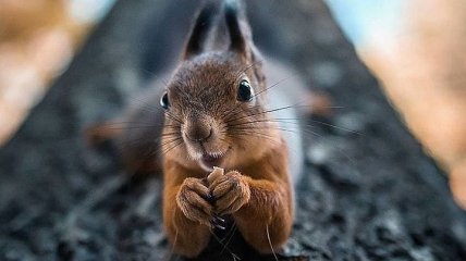 Фотограф делает снимки лесных животных, как будто они профессиональные модели (Фото)