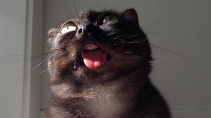 Мистер Магу - очаровательный и смешной кот, у которого постоянно высунут язык