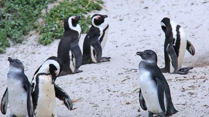 Украинские полярники отметили рост количества пингвинов в Антарктиде 