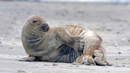 Ищут себе пару: серые тюлени хлопают под водой для привлечения партнера 
