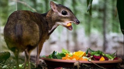 Чудо природы: миниатюрный олень-мышь (Фото)