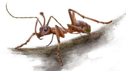 Обнаружен прежде неизвестный вид муравьев