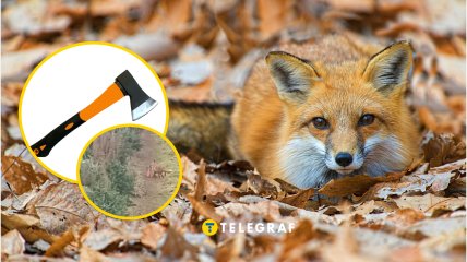 Лиса забрала с поля топор