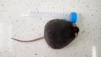 Ревматизм у мышей излечили вживлением паразитов