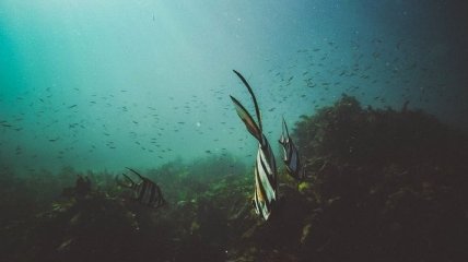Популяции морских животных исчезают вдвое быстрее, чем наземные виды