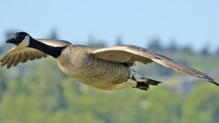 В Канаде сократилась популяция птиц