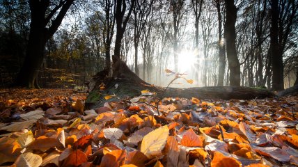 Какой сегодня праздник - Луков день