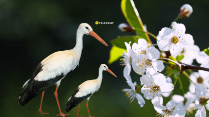 Прилет аистов